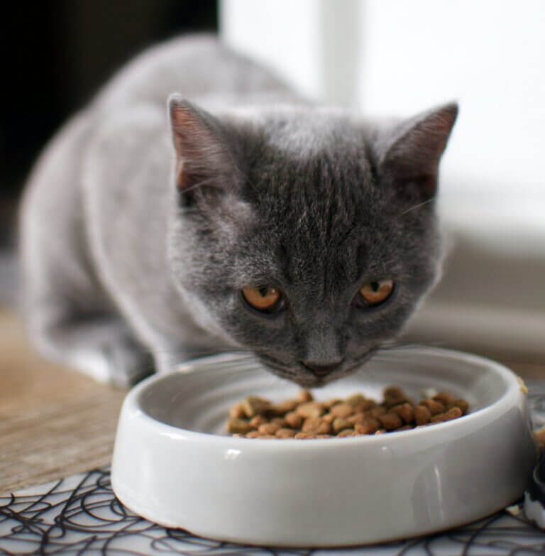 Kornfrit kattefoder – hvorfor bør du overveje det?