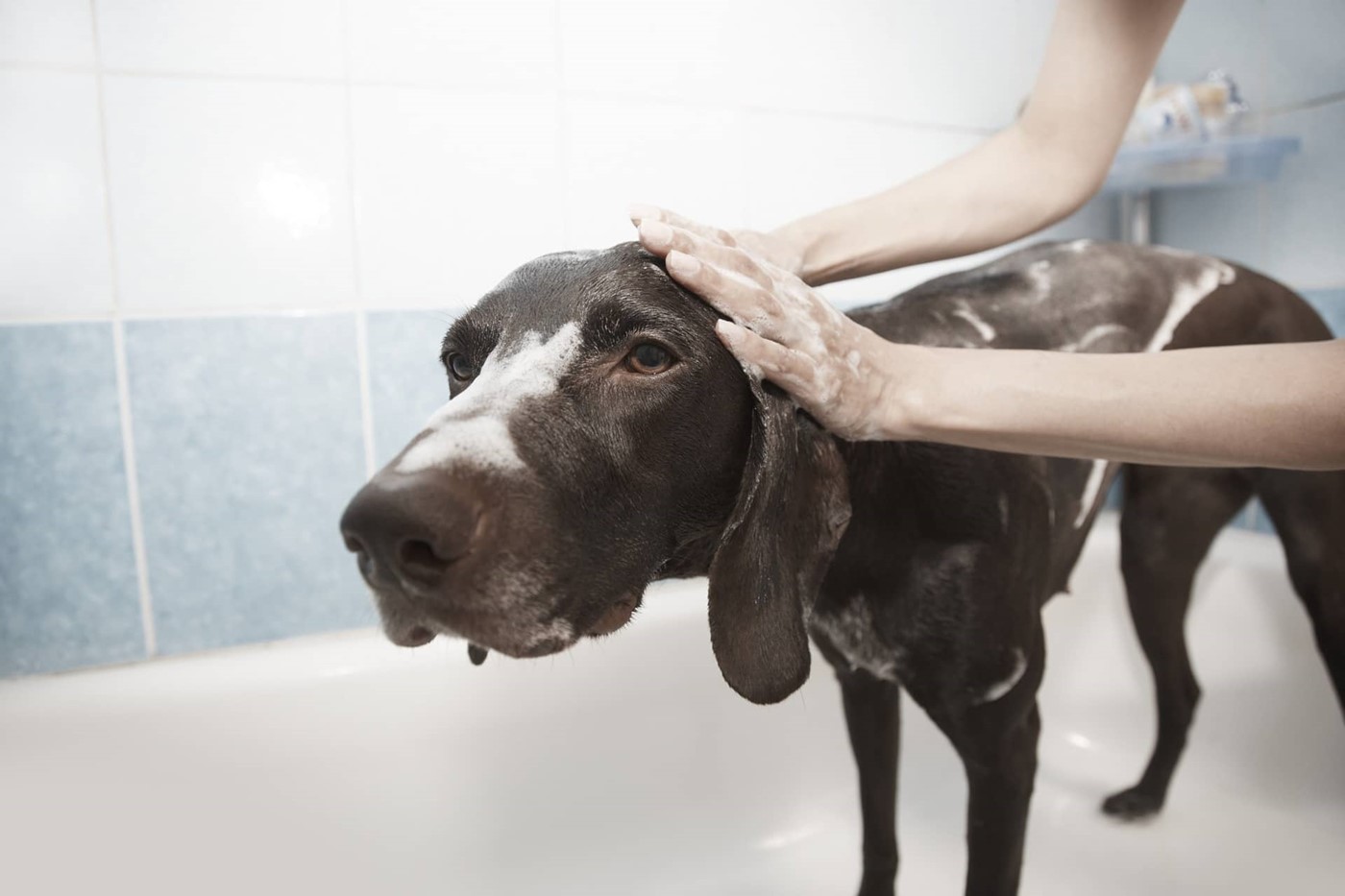 Sådan vasker du din hund