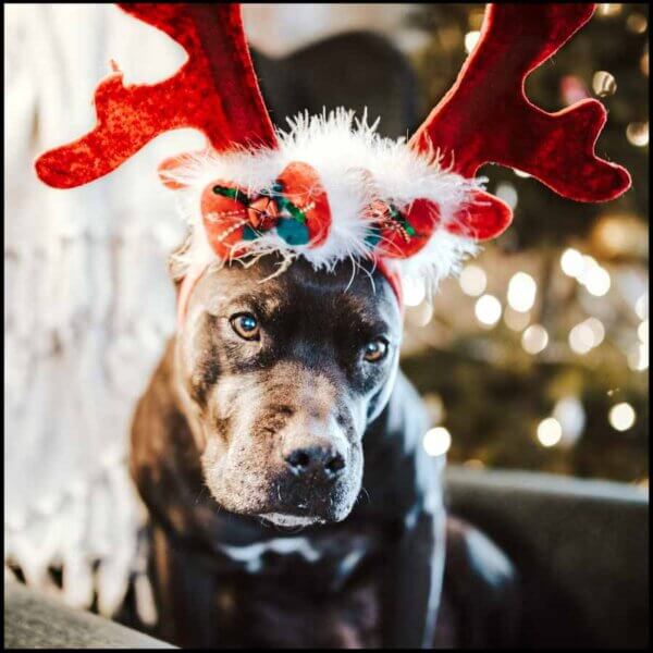 Hundens jul