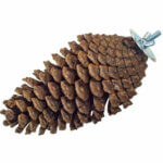 naturlig-foedesoegning-pine-cone-larg1_default.jpg