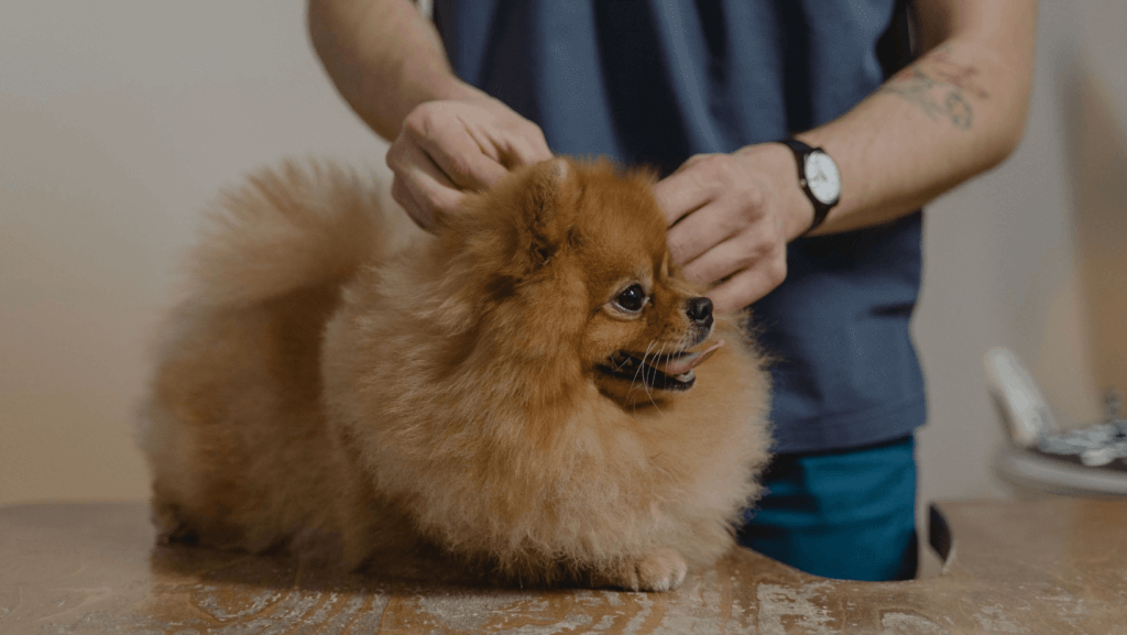 fjern tæge på hund med pincet