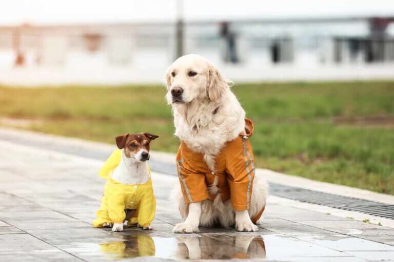 Sådan holder du din hund tør og glad med en regnjakke