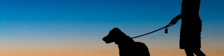  Sikkerhed i fokus: Bliv synlig i mørket med lys til hund
