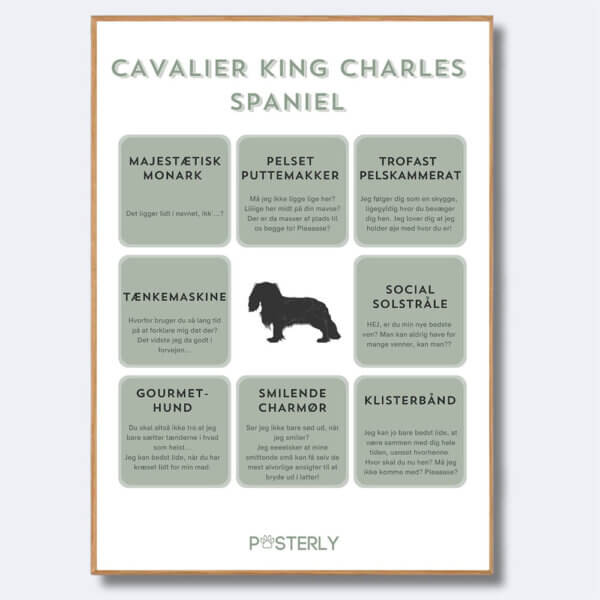 hunde plakat cavalier king charles spaniel
