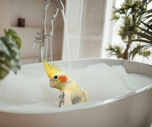 Hvorfor skal fugle i bad?