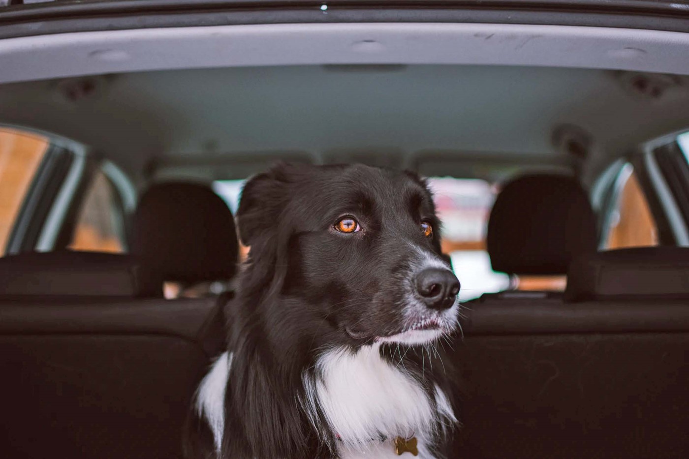 Necklet For pokker spontan Hund i bilen - Hvad siger loven? | Loppetjansen
