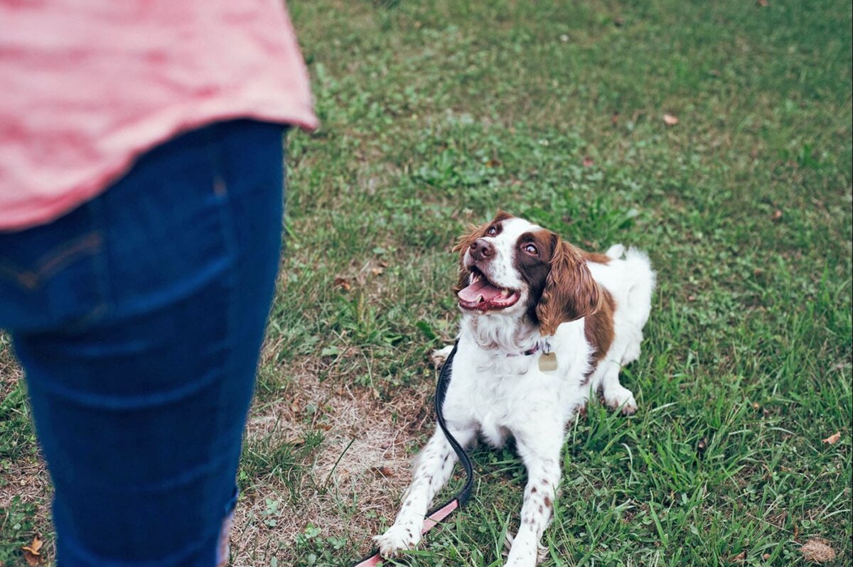 Udvej Miljøvenlig romanforfatter Hundetræning - Den korrekte belønning | Loppetjansen