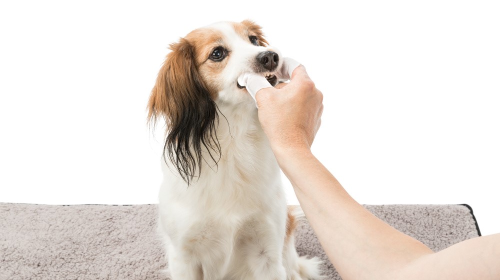 undertrykkeren Tips Fysik Børste tænder på hund | Loppetjansen